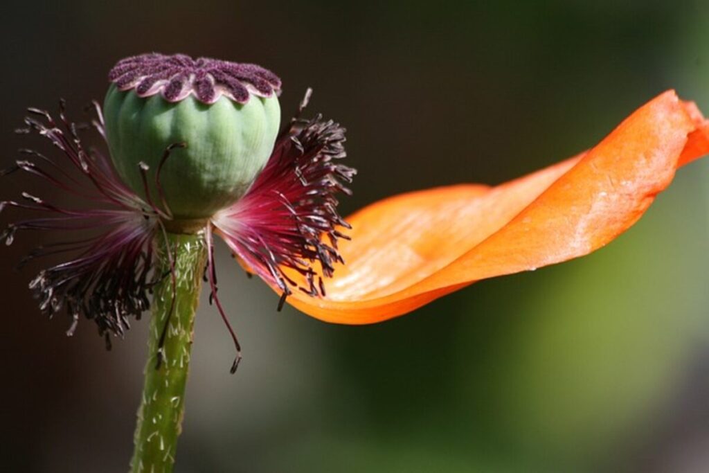 buy dried poppy pods