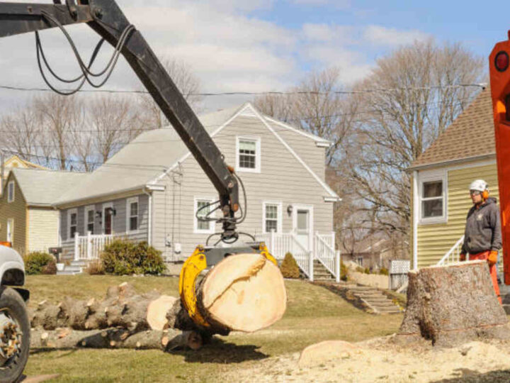 Cost-Effective Galt Tree Stump Removal Solutions