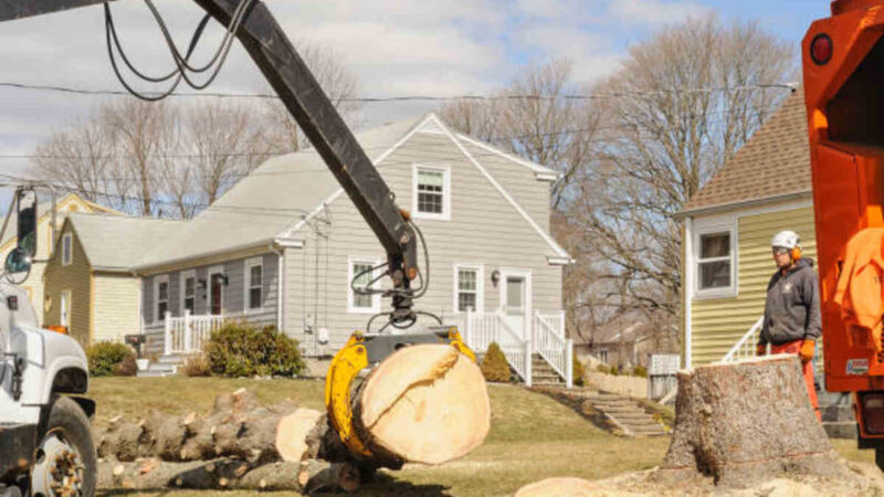 Cost-Effective Galt Tree Stump Removal Solutions