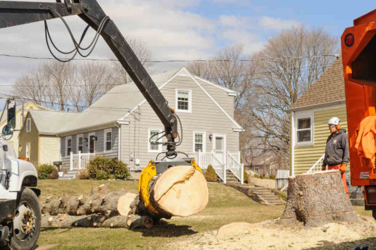 Cost-Effective Galt Tree Stump Removal Solutions